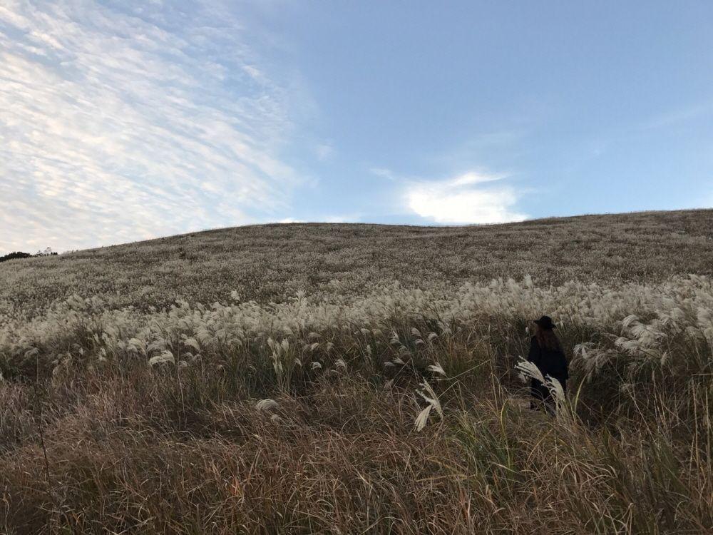 集水山秋季的紫芒草田，整個山坡鋪滿了紫芒，絕美的自然景緻讓人流連忘返